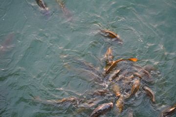 Fish Feeding