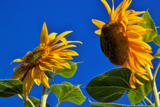 Bright Yellow Sunflowers Brighten the Day in Jacksonville Beach, Florida