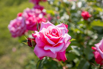 ピンクの美しいバラ