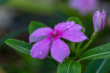 Catharanthus roseus G.Don