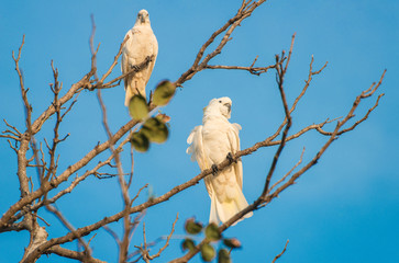 Cockatoo birds on the branch of tree. Normally found in wooded habitats in Australia, and New Guinea and some of the islands of Indonesia. 