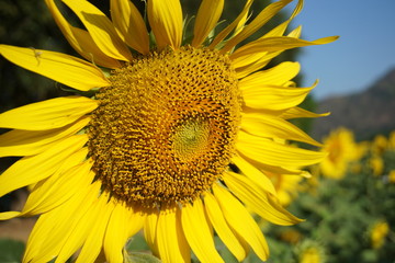 bee on sunflower