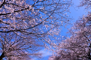 恩田川の桜