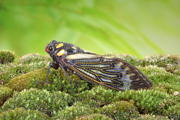 Cicada : Blue butterfly-wings cicada (Distantalna splendida) is a cicada species from southeast Asia (Thailand, Myanmar and India) Butterfly cicadas with broad multicolor wings.