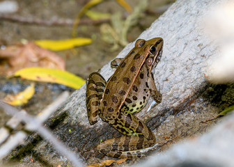 Leopard Frog (Rana sphenocephala)