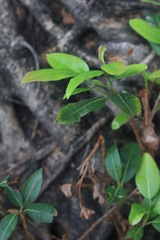 Leaves