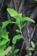 Leaves