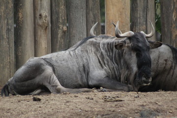 Fototapeta premium Ñu dormido 