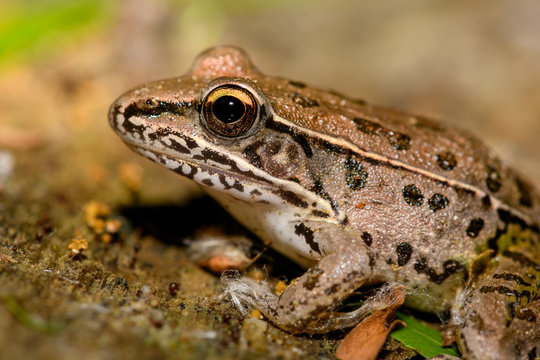 southern Leopord Frog (Rana sphenocephala)