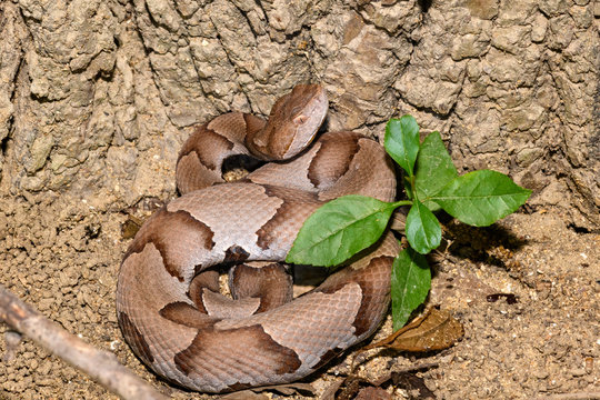 Eastern Copperhead (Agkistrodon contortrix) close-up