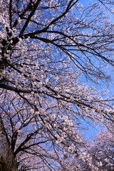 恩田川の桜