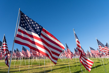 A large group of American flags. Veterans or Memorial day display