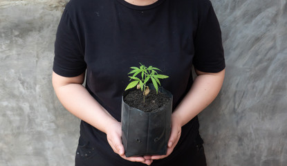 The second hand is carrying marijuana seedlings that will be planted in the soil the concept of...