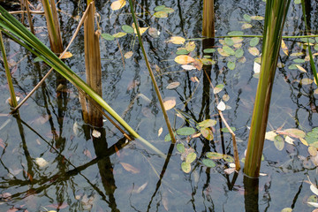 Autumn pond in the Park.