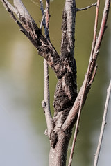 Closeup of a canker growth on the truck of a tree