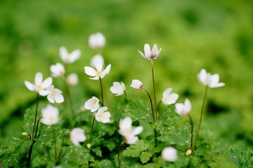 ニリンソウの花