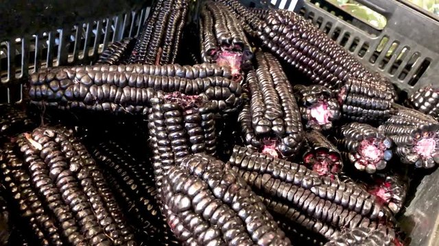Black corn in detail, in supermarket box, Ma&iacute;z Morado