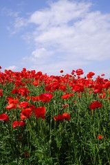 Obraz na płótnie Canvas Red Poppy Field 