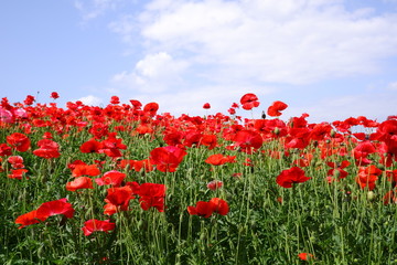 Red Poppy Field 