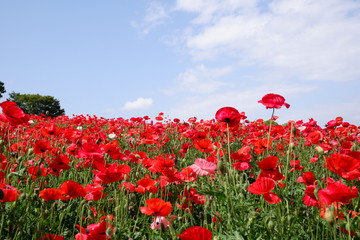 Red Poppy Field 