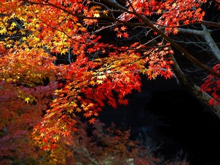 美しい秋の紅葉、日本の風景
