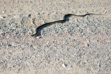 Wild Garter Snake On a Gravel Road in Summer in the Daylight