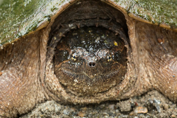 Closeup portrait of snapping turtle in Sunapee, New Hampshire.