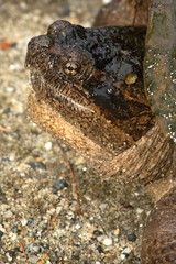 Snapping turtle laying eggs in gravel in Sunapee, New Hampshire.
