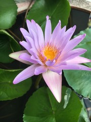 Focus on the lotus pink light in the basin