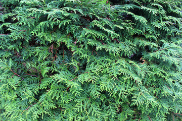 Background spruce. Shallow focus. Fluffy fir tree brunch close up. Christmas wallpaper concept. 
