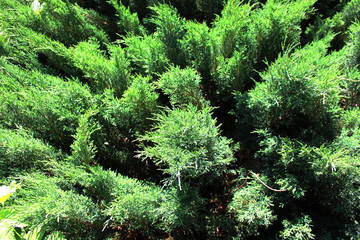 Background spruce. Shallow focus. Fluffy fir tree brunch close up. Christmas wallpaper concept. 