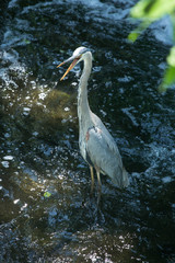 Great blue heron fishing at base of waterfall in Connecticut.