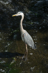 Great blue heron fishing at base of waterfall in Connecticut.
