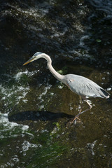 Great blue heron fishing at base of waterfall in Connecticut.