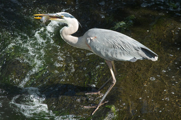 Great blue heron with a fish in its bill, Connecticut.