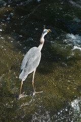 Great blue heron with a fish in its bill, Connecticut.