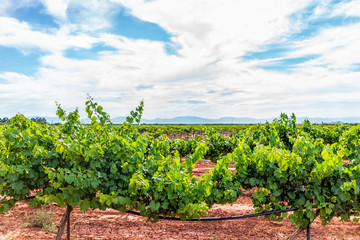 Fototapeta na wymiar Alamogordo, New Mexico vineyard winery grape vine farm for wine with Organ mountains in background and rows of plants