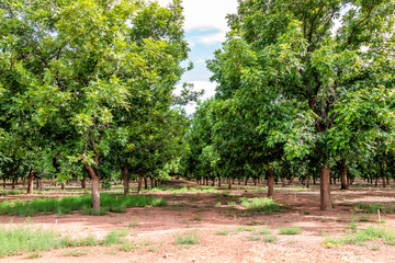 La Luz town in New Mexico with pistachio trees farm rows and nobody during sunny summer day