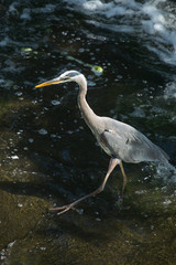 Great blue heron fishing at base of waterfall in Connecticut.