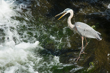 Great blue heron fishing at base of waterfall in Connecticut.