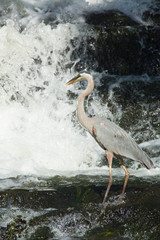 Great blue heron fishing at base of waterfall in Connecticut.
