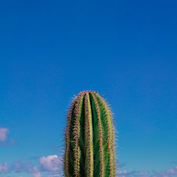 Cactus. Plant lover. Canary island. Minimal