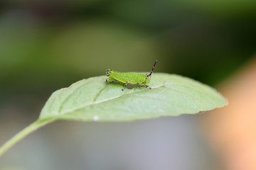 Green grasshopper on green leaf and eating the leaf.