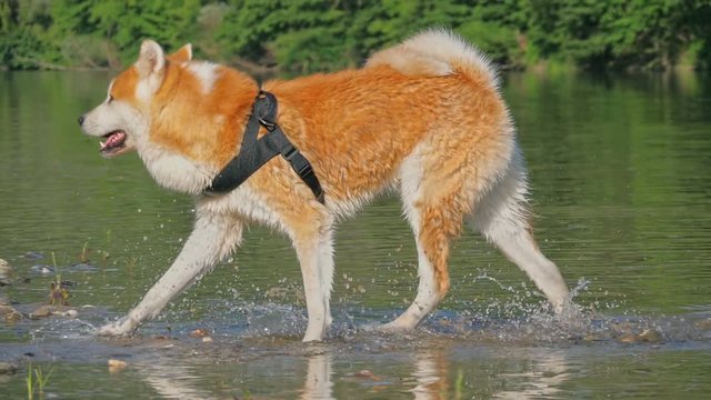 Akita Shiba inu Japanese dog shaking off water on river sandy beach, ultra slow motion. Forest background
