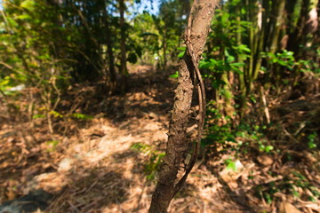 old oak tree in the forest