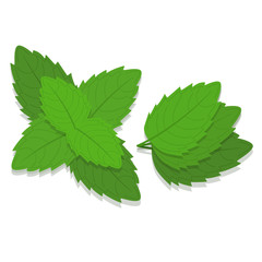 Mint leaves branch. White background. Isolated.