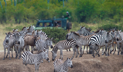Fototapeta na wymiar Zebras in front of the safari jeep