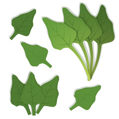 Spinach leaves bunch. White background. Isolated.