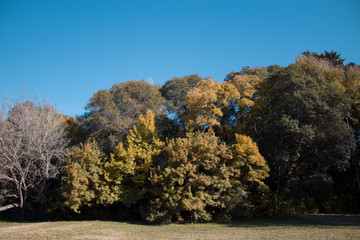 Naklejka premium autumn in the mountains