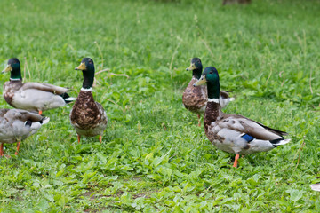 wild ducks on green grass